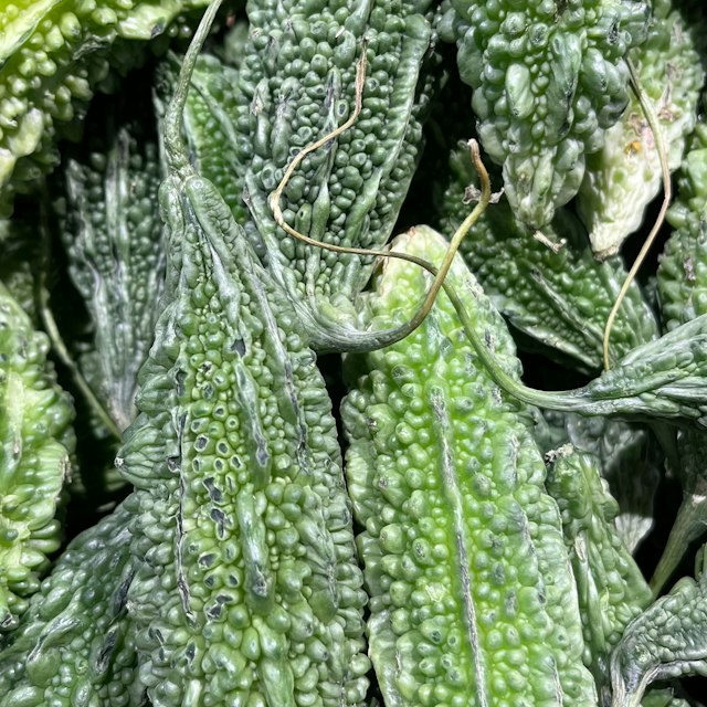 Bitter Gourd