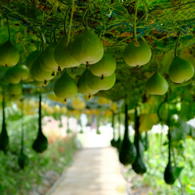 Bottle Gourd