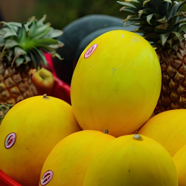 Canary Melon