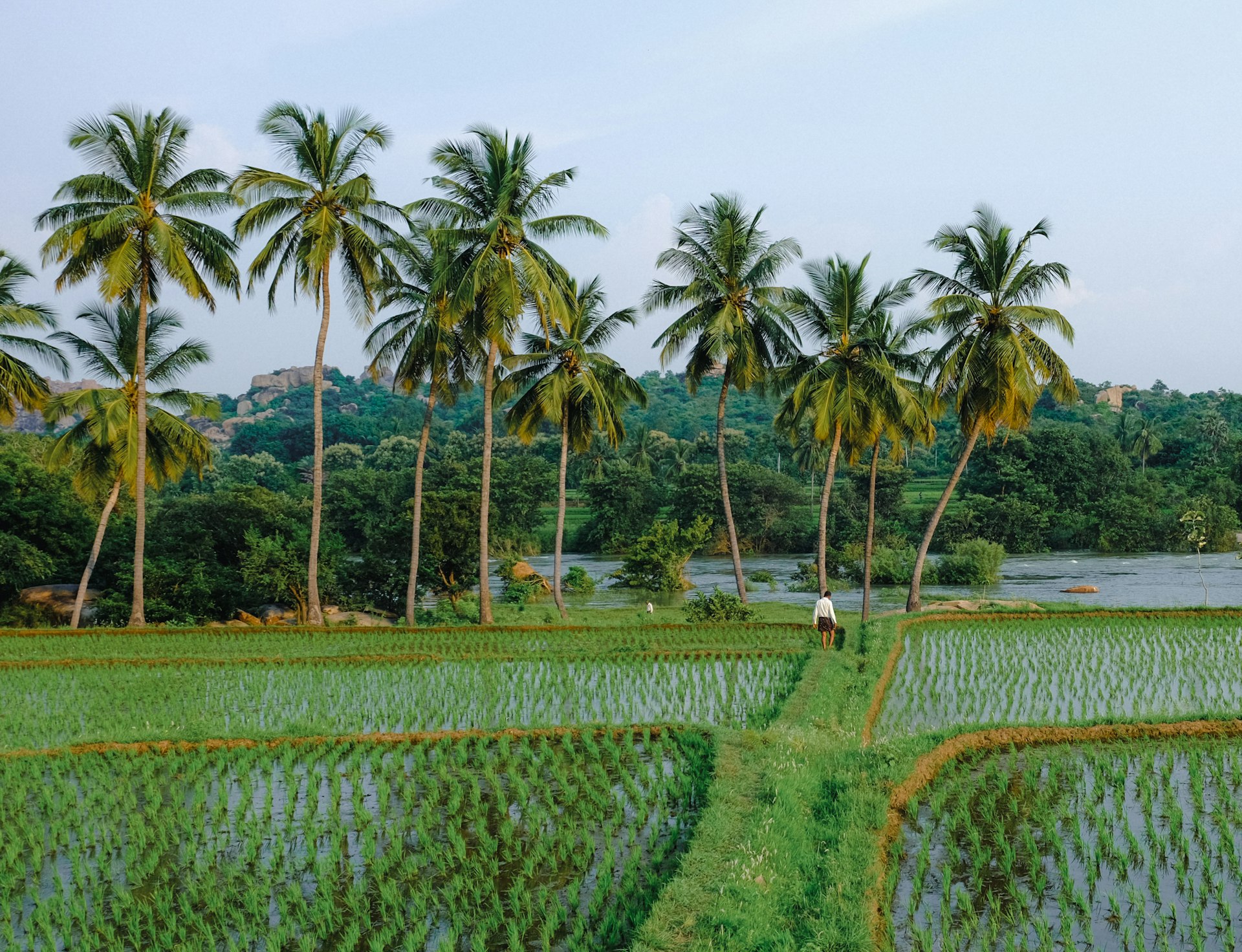 Farm fields