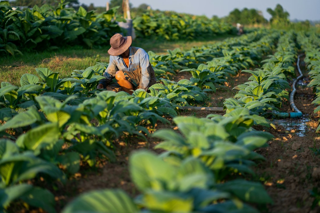 Farmer tending crops in a green field