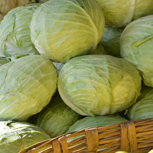 Green Cabbage