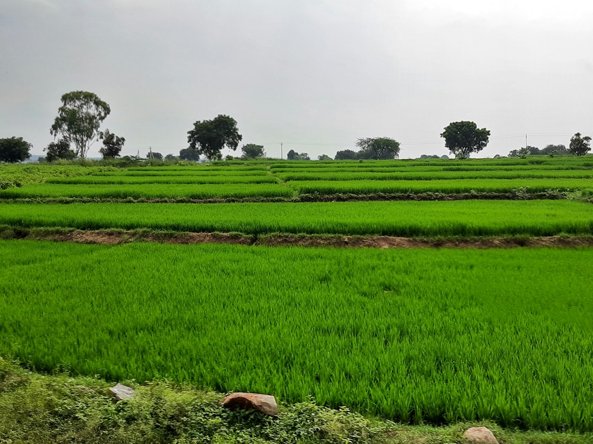 Lush green farmland