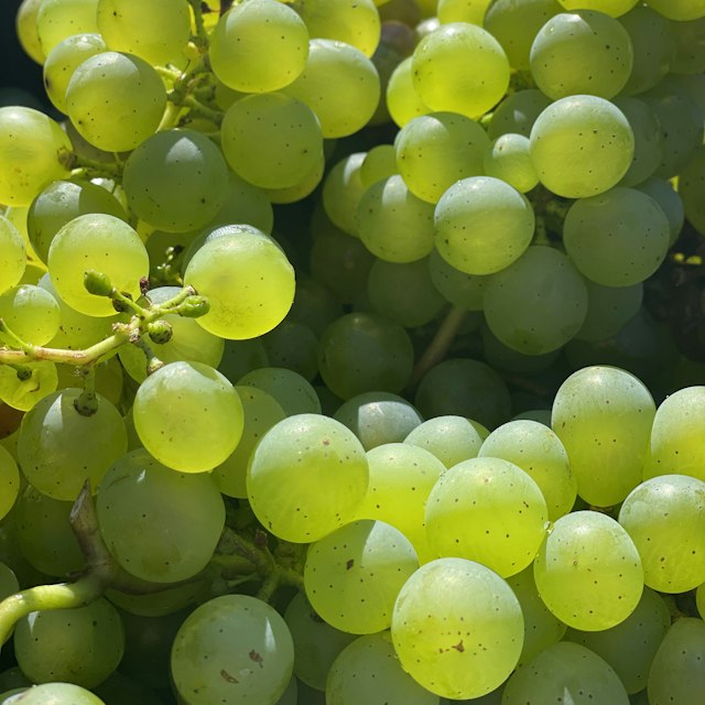 Green Grapes