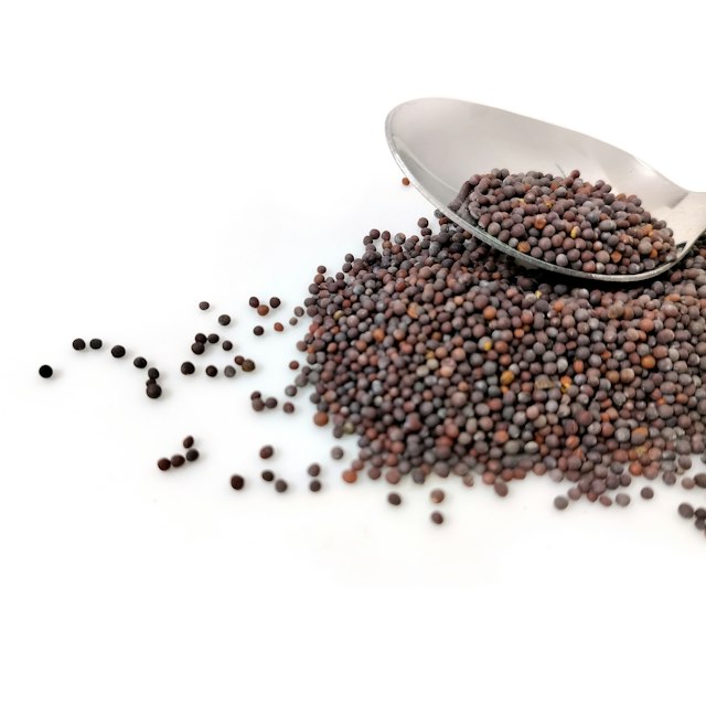 Mustard Seeds