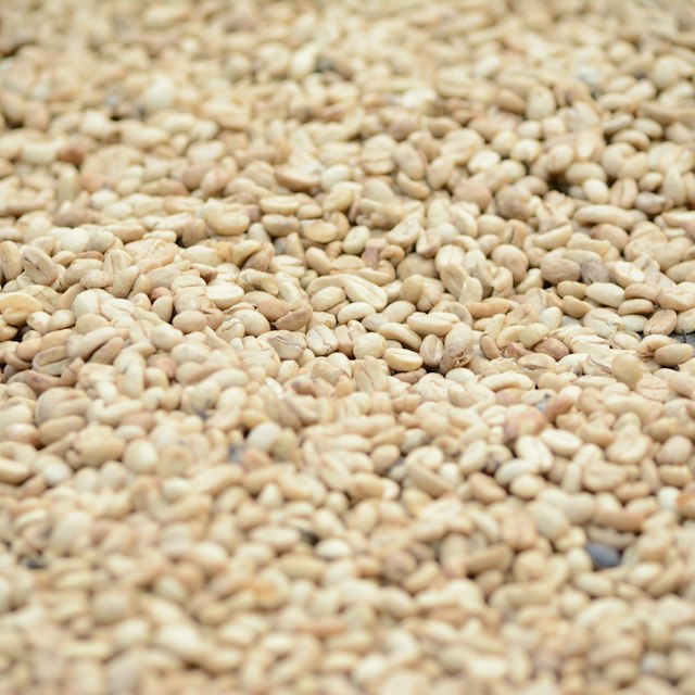 Sesame Seeds
