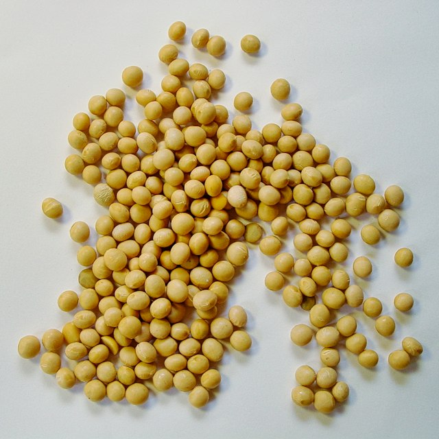 Soya Bean