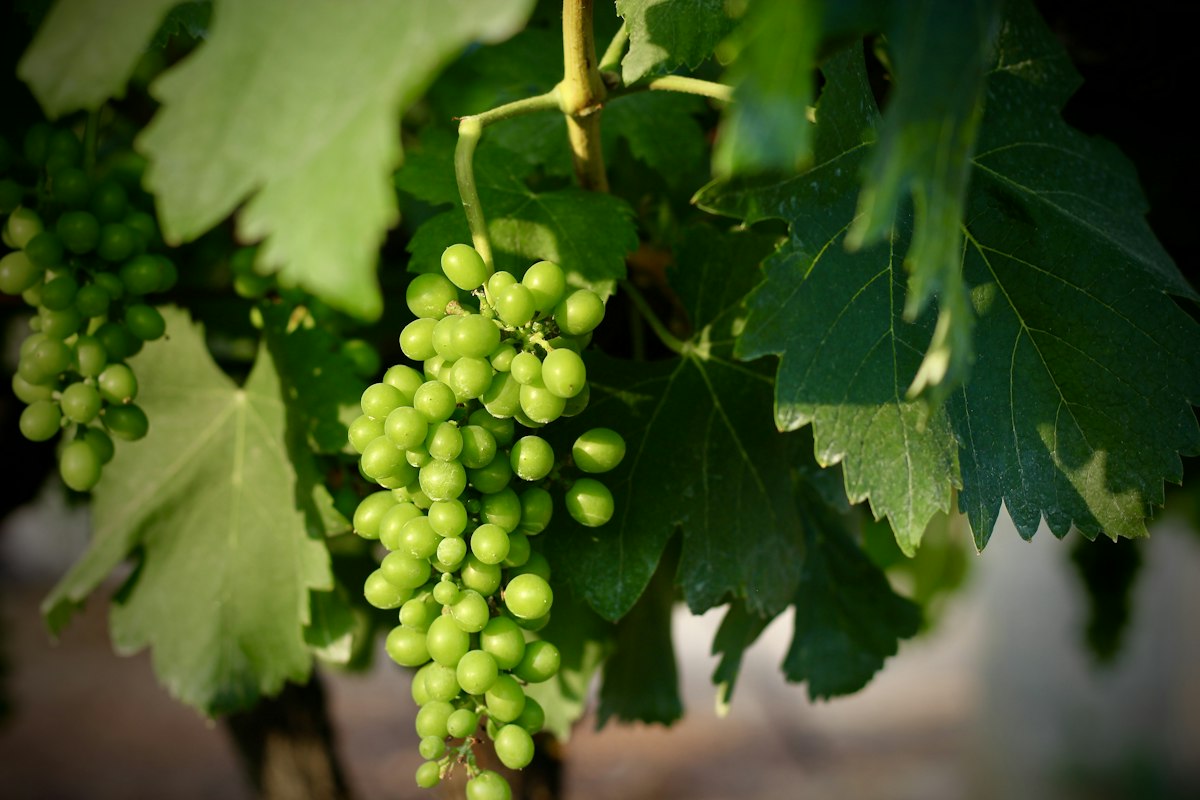Green grapes growing on the vine